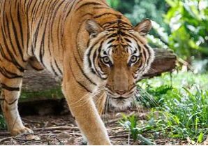 TIGER2